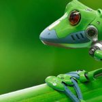 La fable de la Grenouille : bondir ou mourir