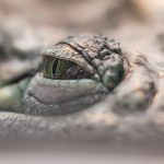 6 trucs pour affûter votre sens de l’observation !