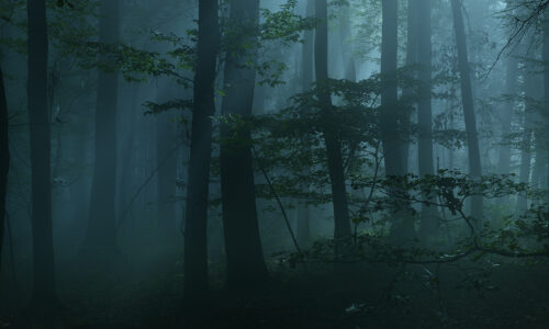 La forêt, de nuit - son de concentration