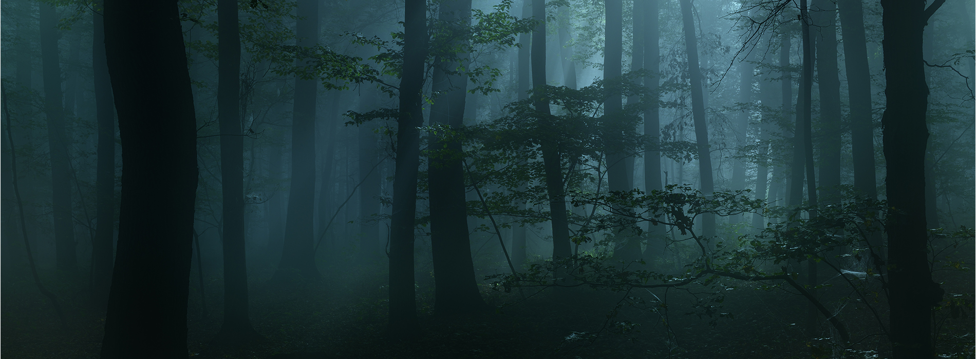 La forêt, de nuit - son de concentration