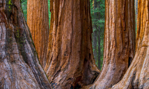Le séquoia géant - Micro rêverie