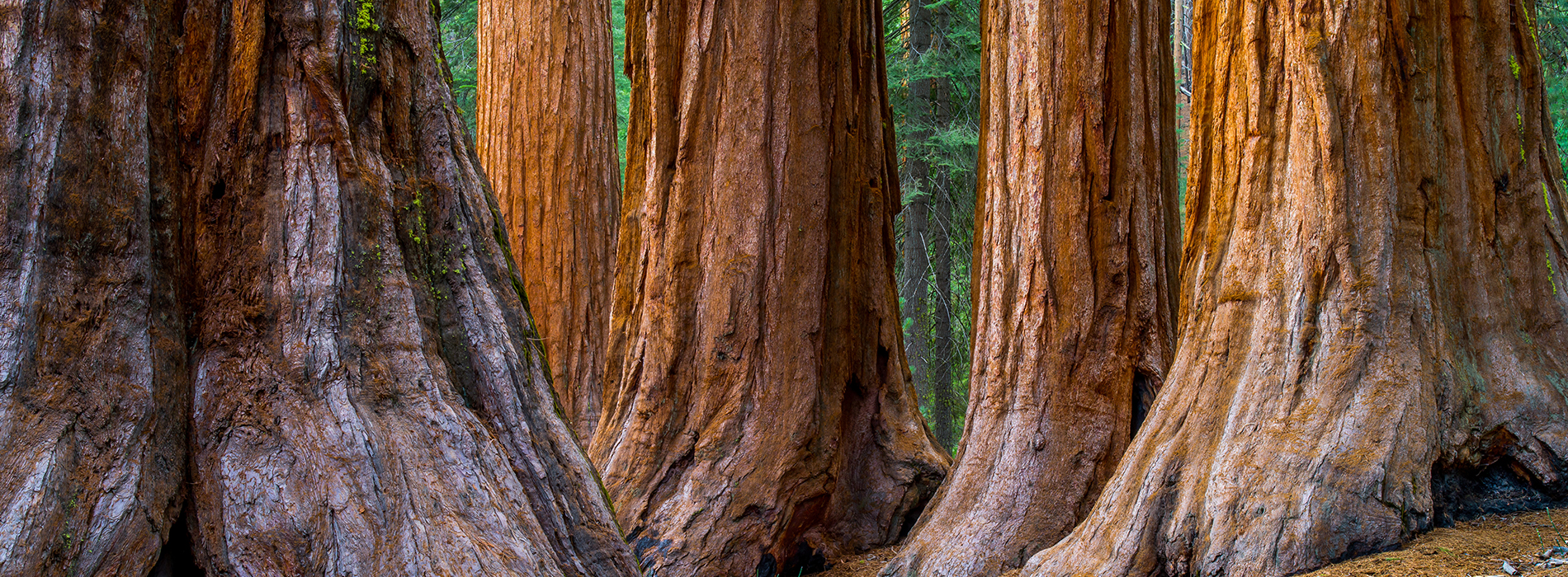 Le séquoia géant - Micro rêverie