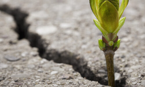 Leading with the ResilienceRobustness of Living Systems