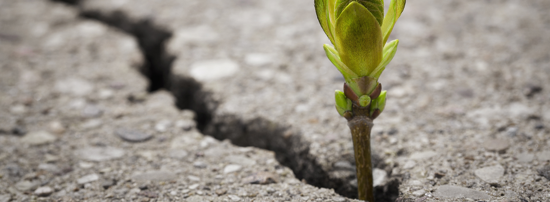Leading with the ResilienceRobustness of Living Systems