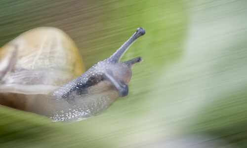 Five lessons from the living world on how to slow down (Before you crash and burn)